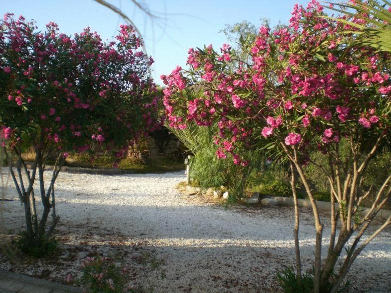 Casas Rurales Cortijo Torreblanca Parque Cabo De Gata エル・ポソ・デ・ロス・フライレス エクステリア 写真