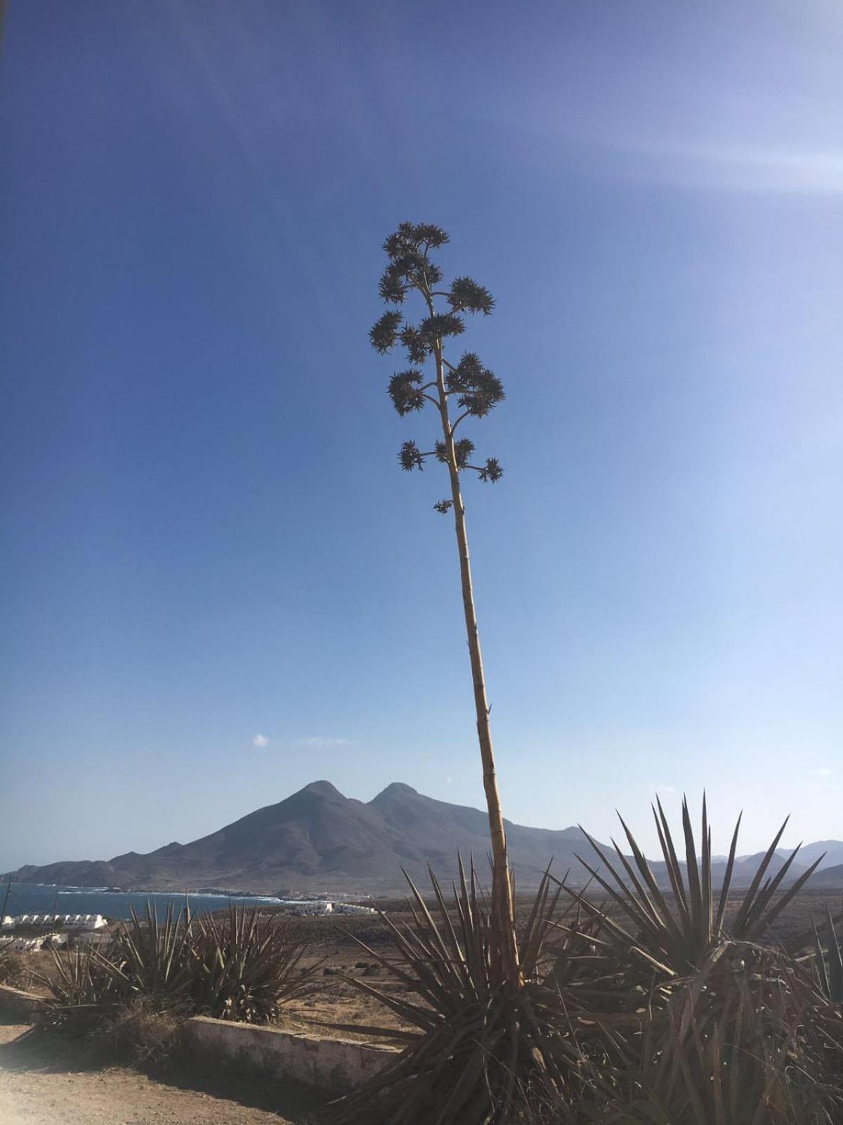 Casas Rurales Cortijo Torreblanca Parque Cabo De Gata エル・ポソ・デ・ロス・フライレス エクステリア 写真